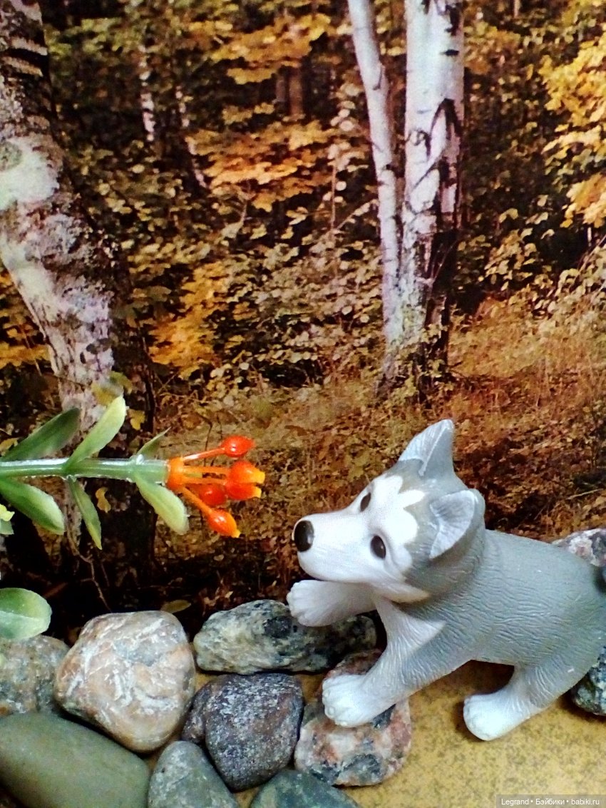 Лурения: селезень и другие питомцы на прогулке