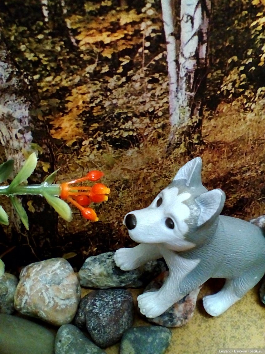 Лурения: селезень и другие питомцы на прогулке