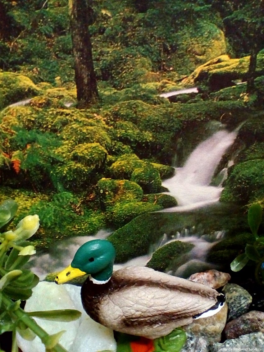 Лурения: селезень и другие питомцы на прогулке (фото 6)