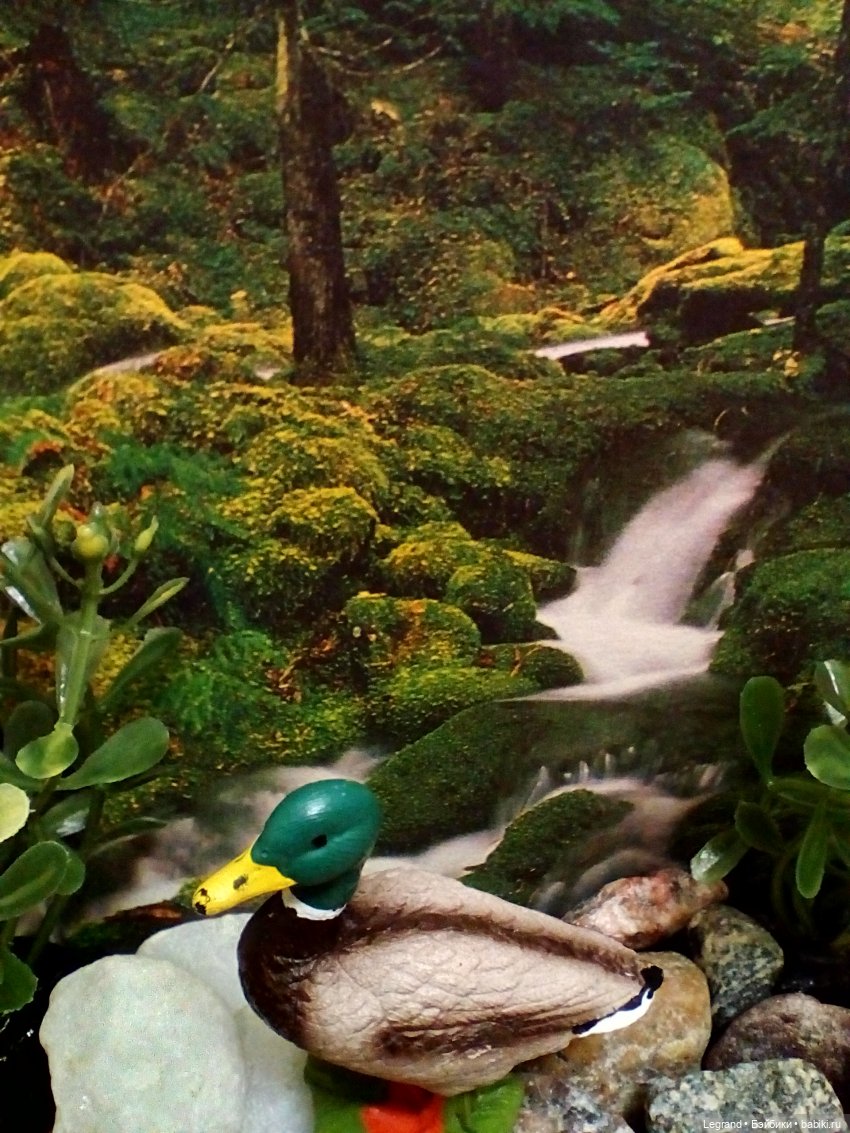 Лурения: селезень и другие питомцы на прогулке (фото 4)