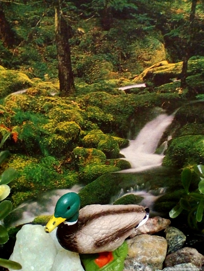 Лурения: селезень и другие питомцы на прогулке (фото 5)