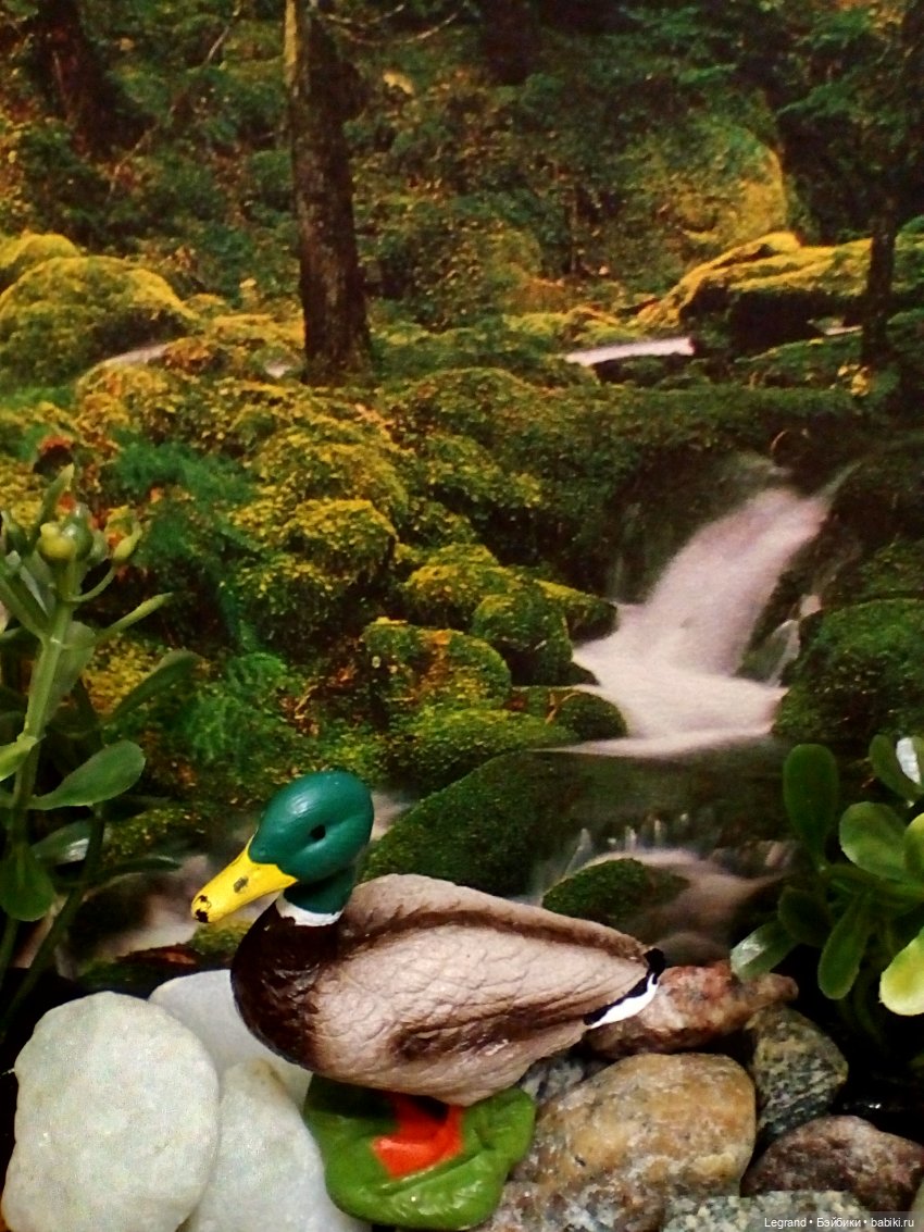 Лурения: селезень и другие питомцы на прогулке (фото 3)