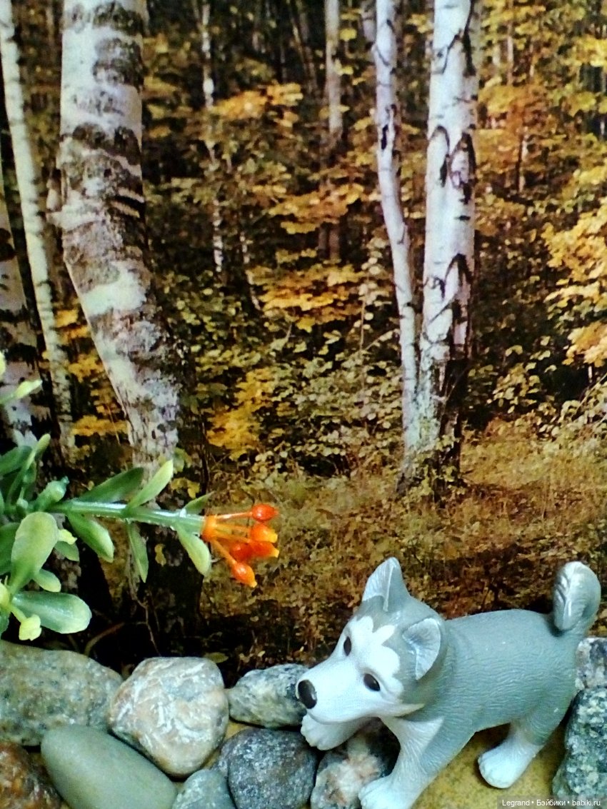 Лурения: селезень и другие питомцы на прогулке