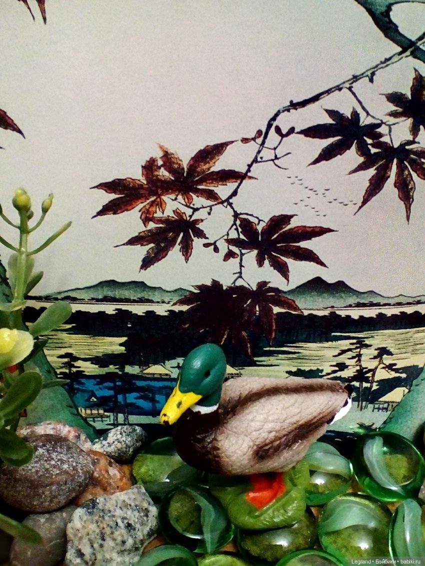 Лурения: селезень и другие питомцы на прогулке