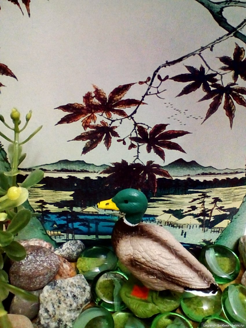 Лурения: селезень и другие питомцы на прогулке