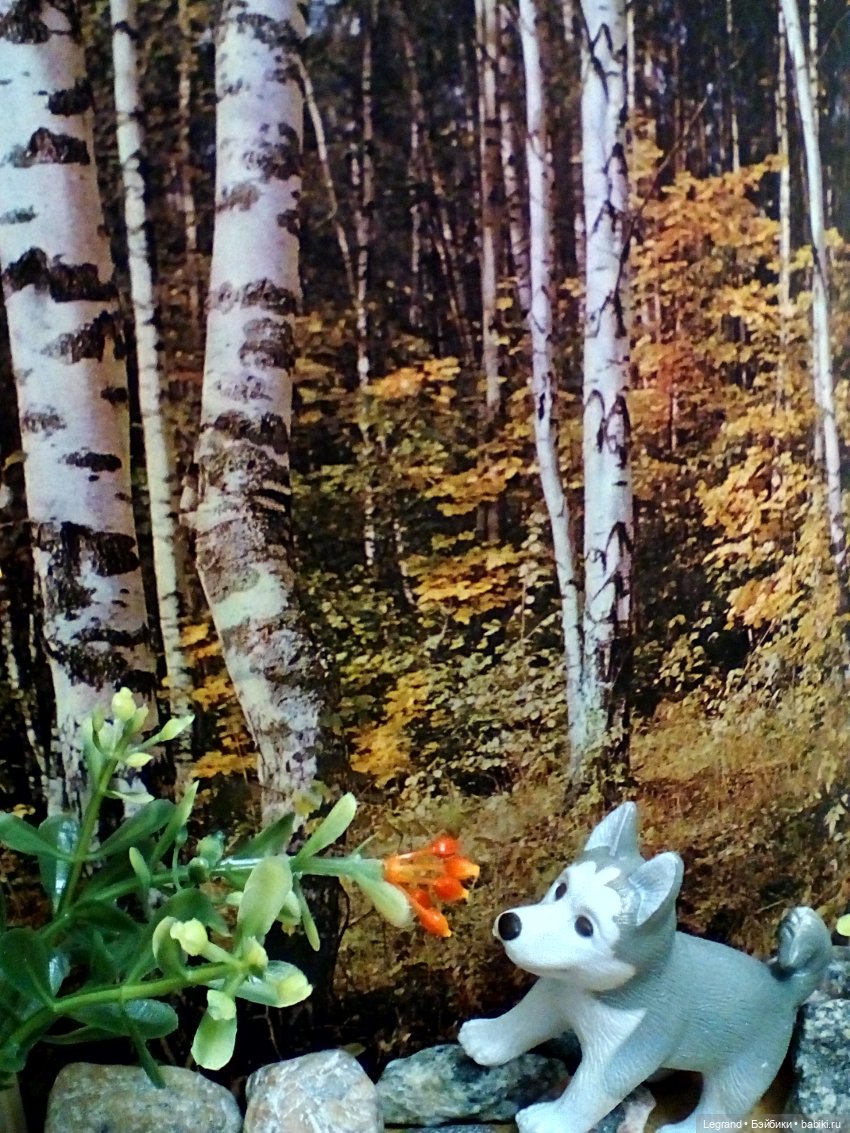 Лурения: селезень и другие питомцы на прогулке (фото 10)