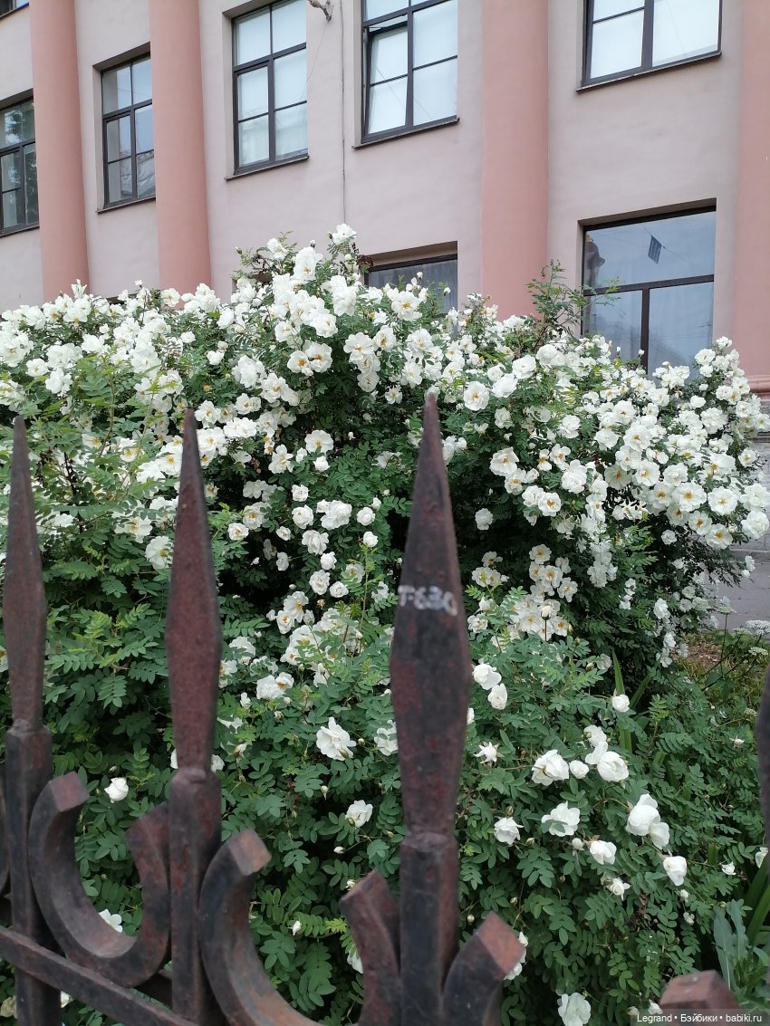 Петербург. Прогулка к Неве с Мокко