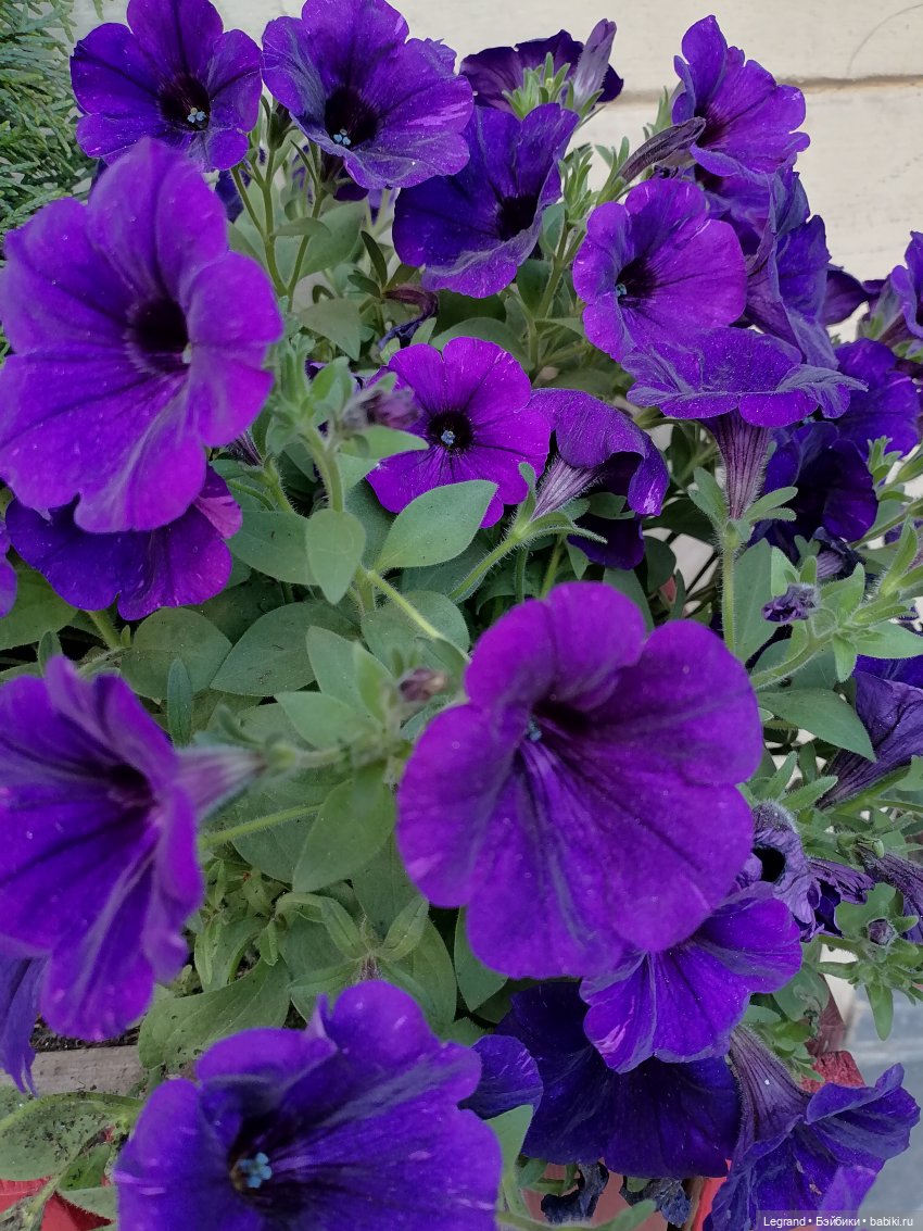 Петербург. Прогулка к Неве с Мокко (фото 9)