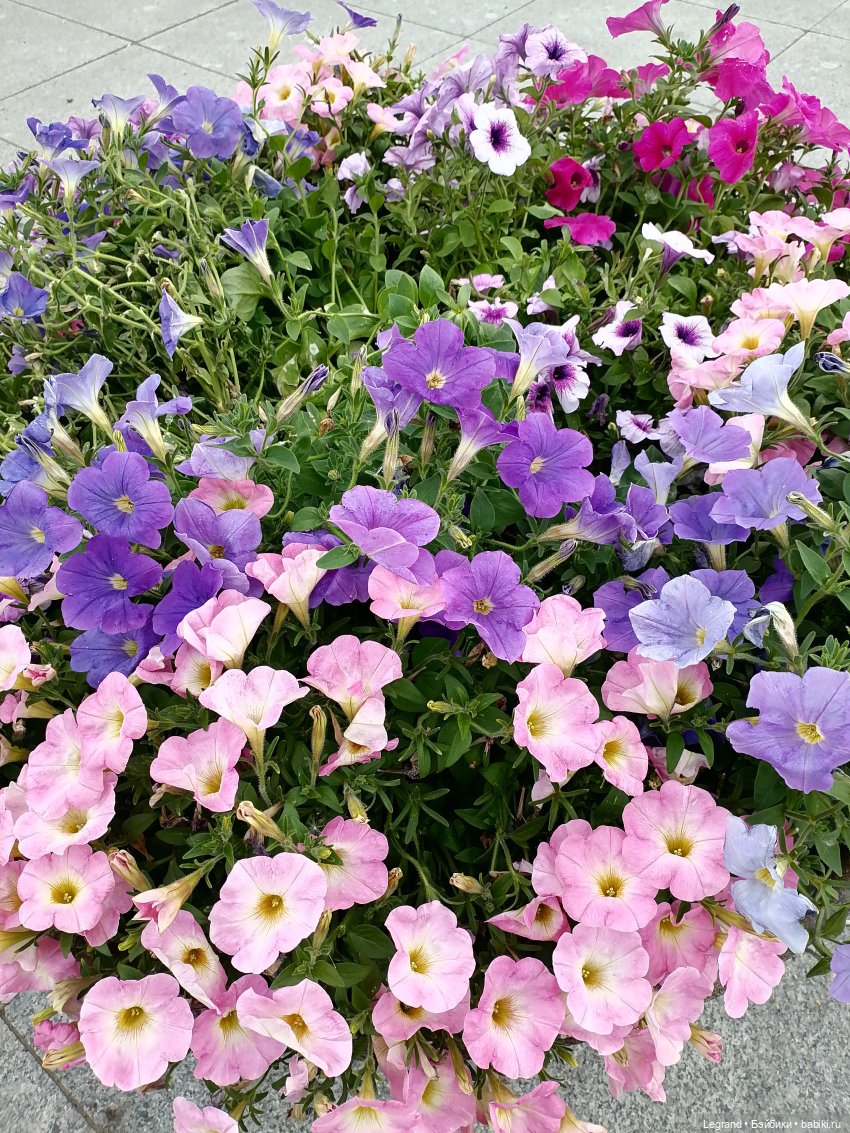 Петербург. Прогулка к Неве с Мокко