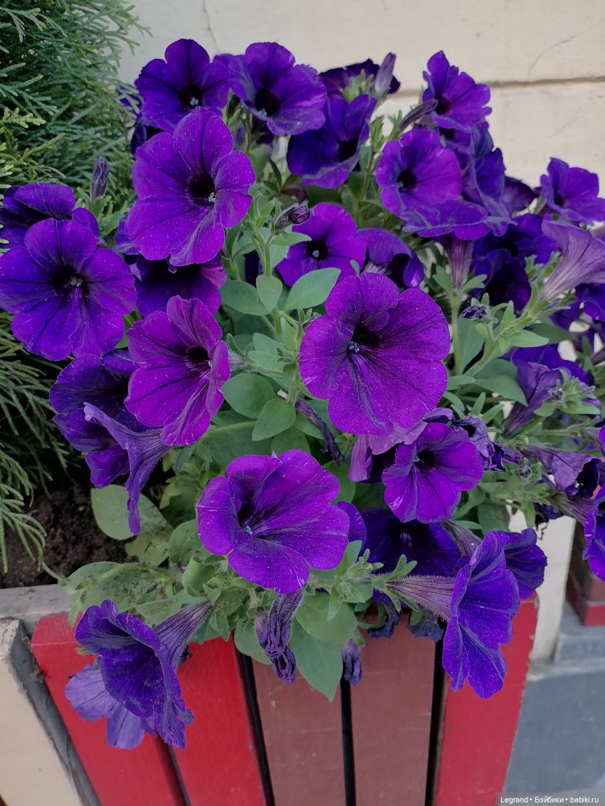 Петербург. Прогулка к Неве с Мокко (фото 8)