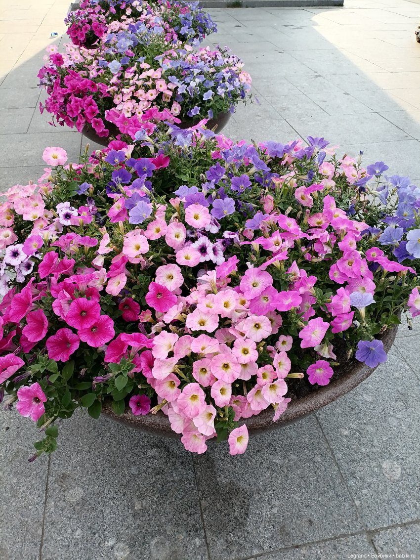 Петербург. Прогулка к Неве с Мокко