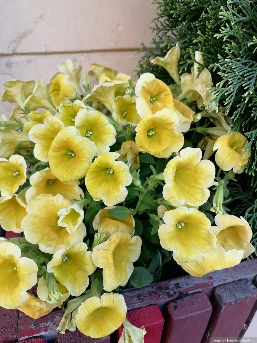 Петербург. Прогулка к Неве с Мокко (фото 7)