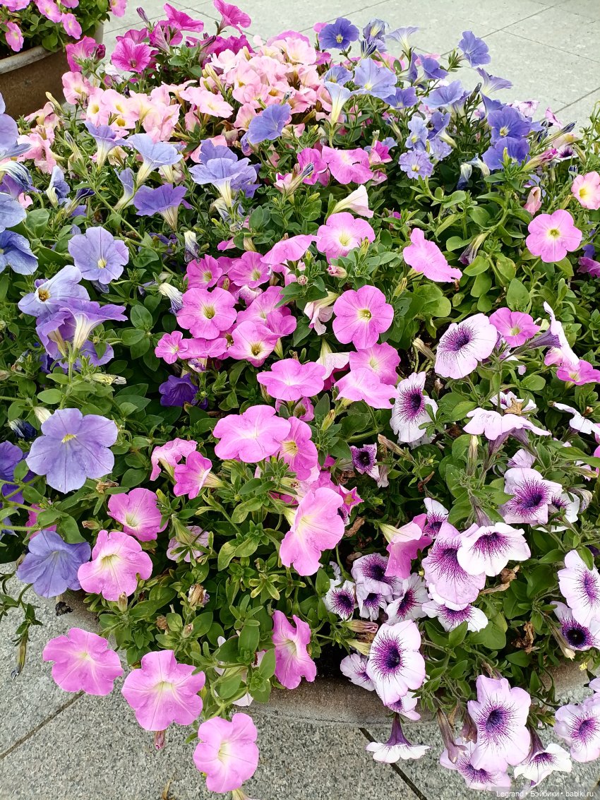 Петербург. Прогулка к Неве с Мокко