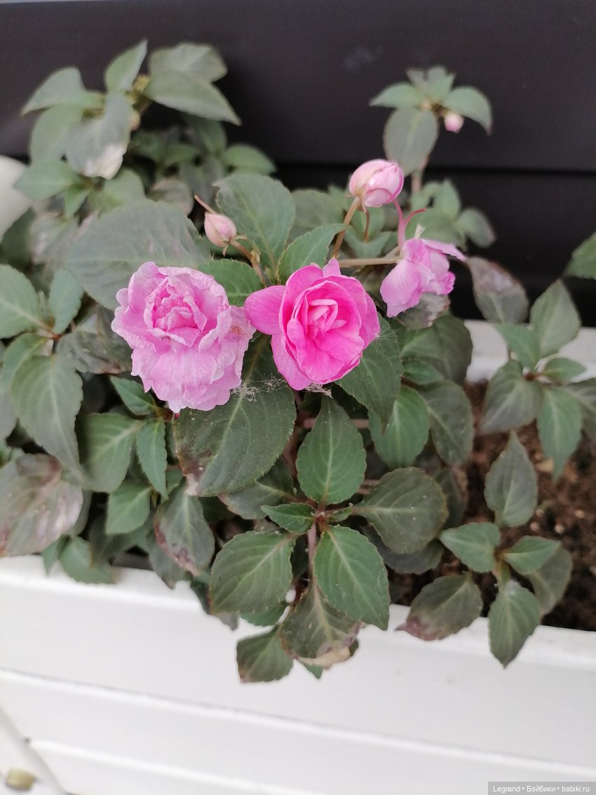 Петербург. Прогулка к Неве с Мокко