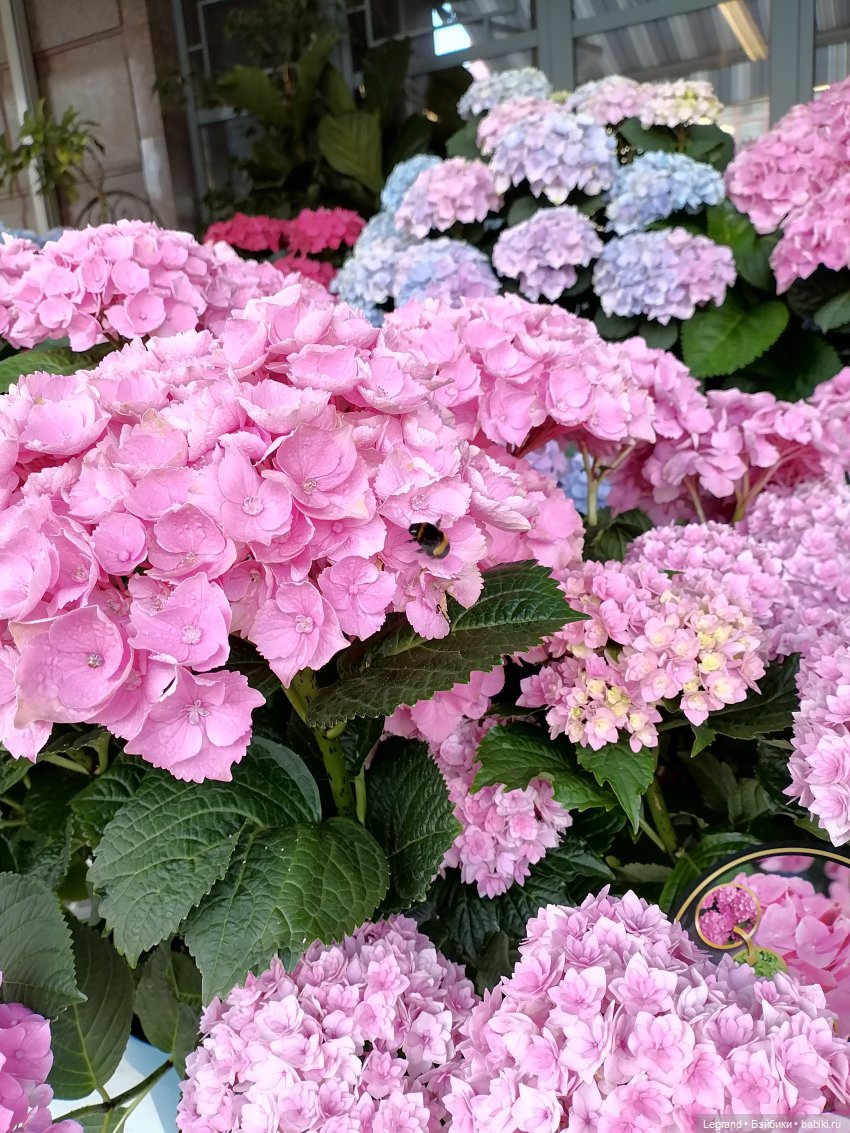 Петербург. Таврический сад, Парадный квартал