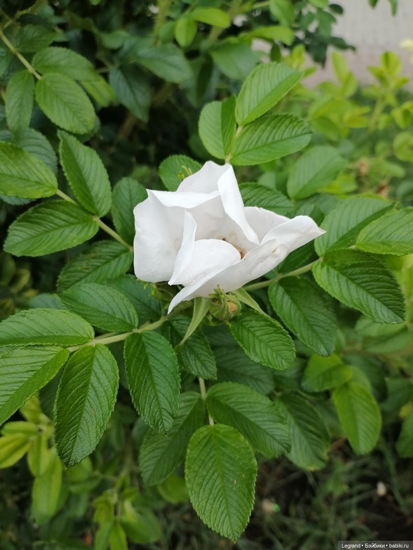 Петербург. Таврический сад, Парадный квартал