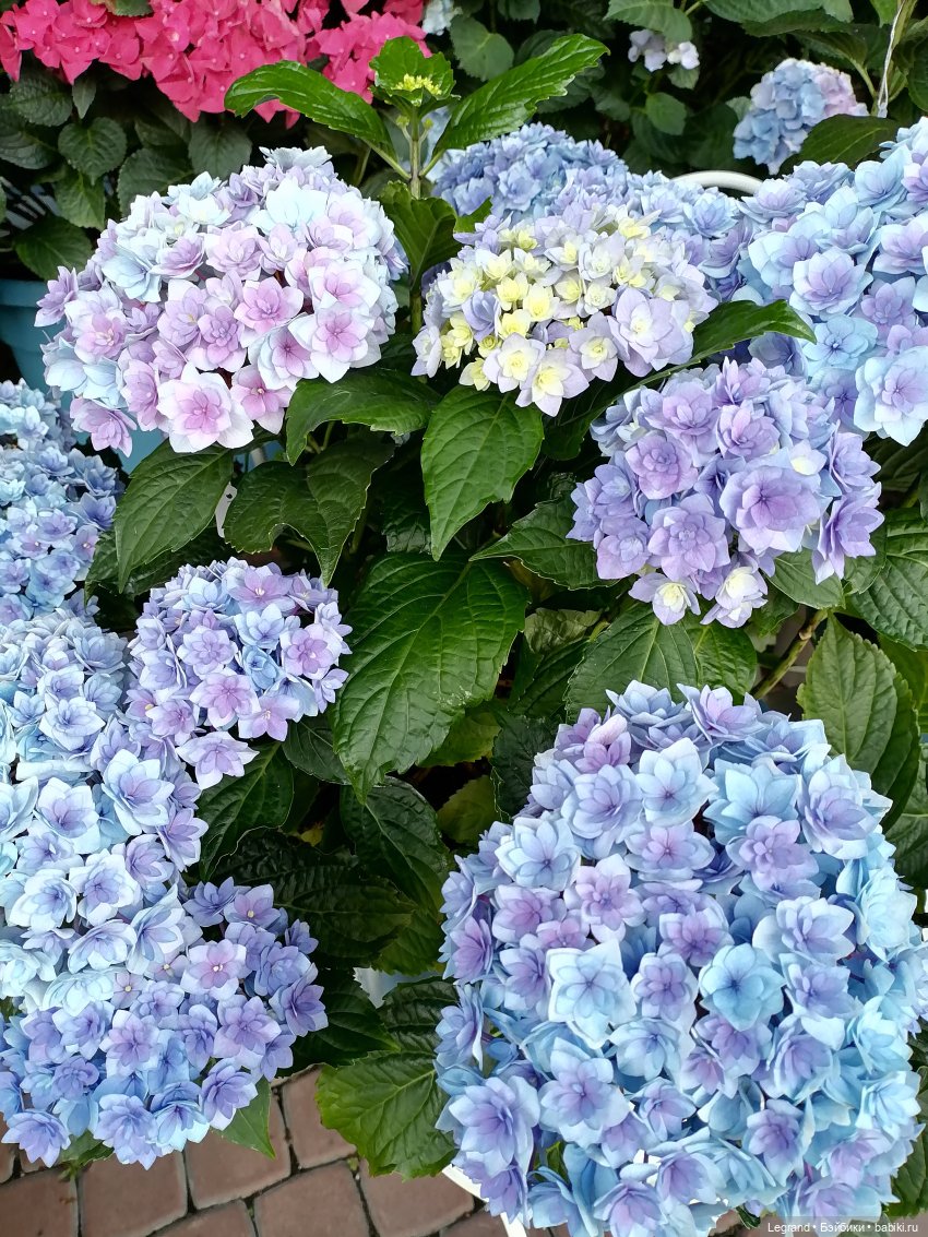 Петербург. Таврический сад, Парадный квартал