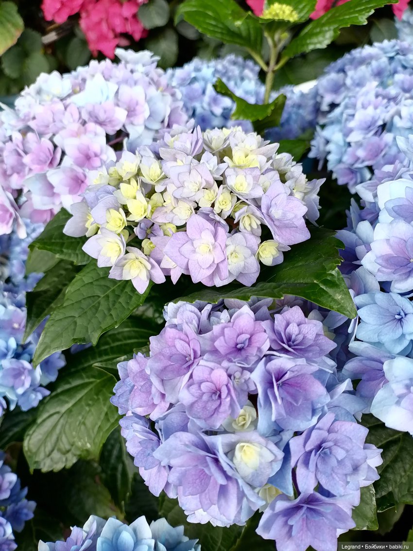 Петербург. Таврический сад, Парадный квартал