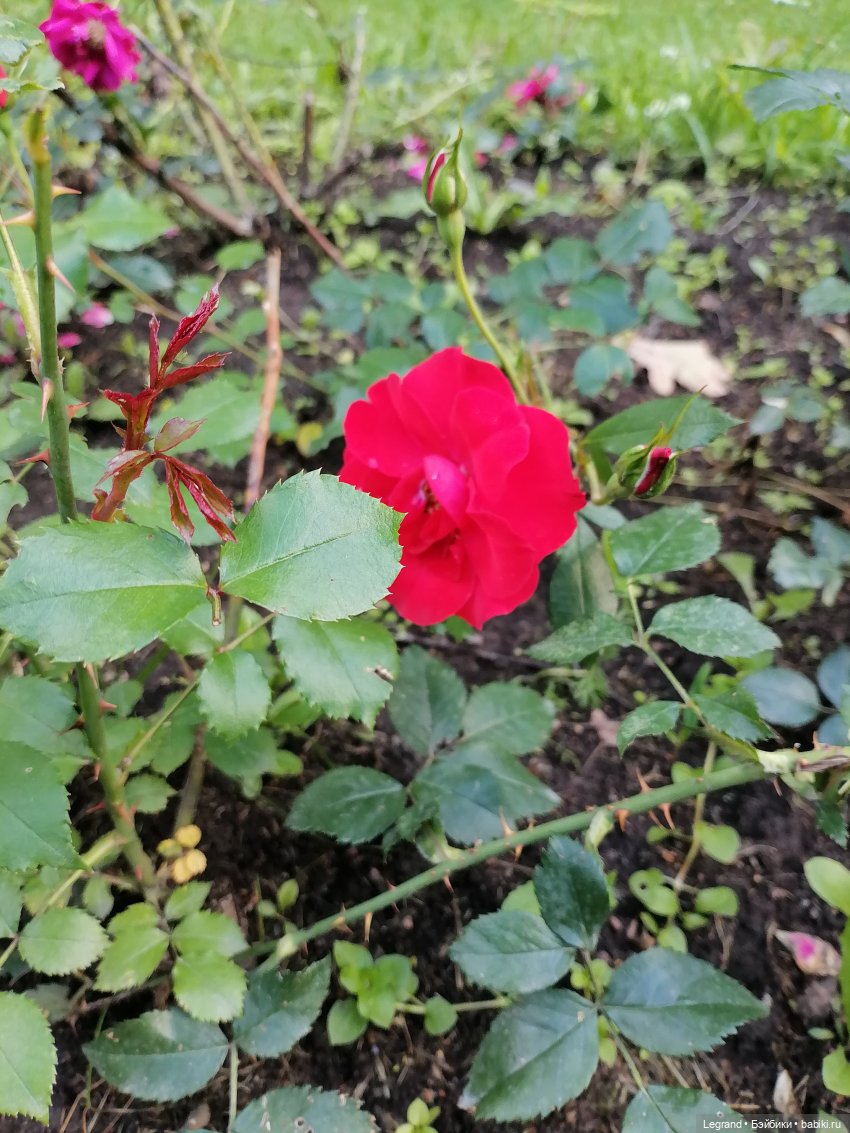 Петербург. Таврический сад, Парадный квартал (фото 5)