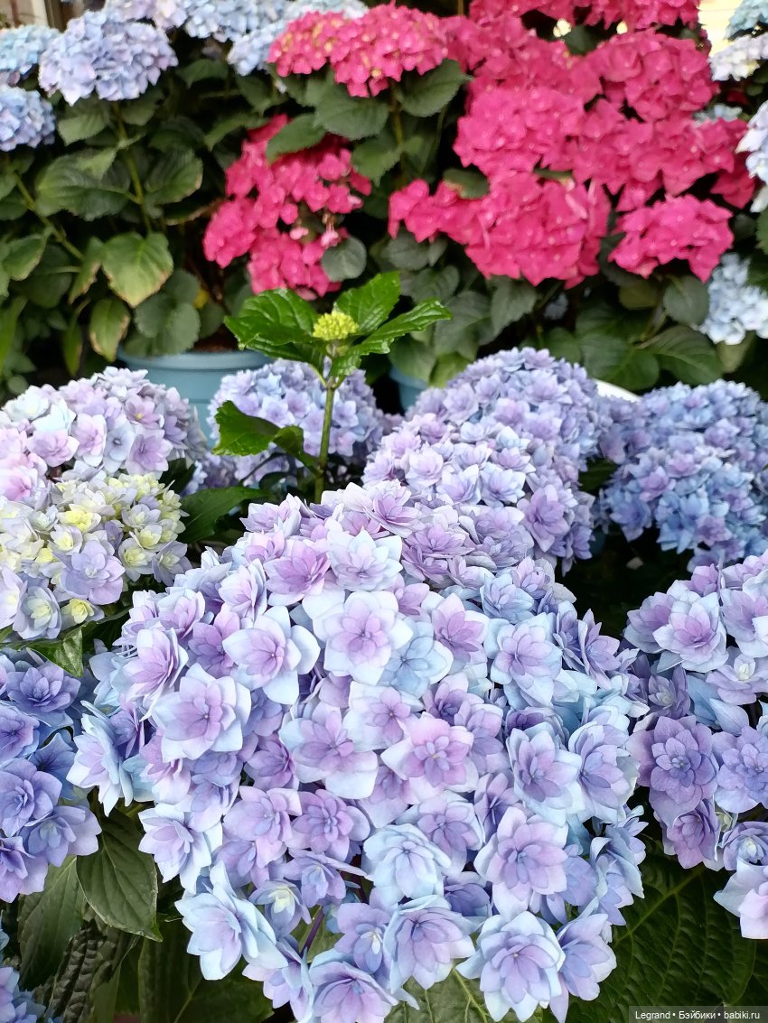 Петербург. Таврический сад, Парадный квартал