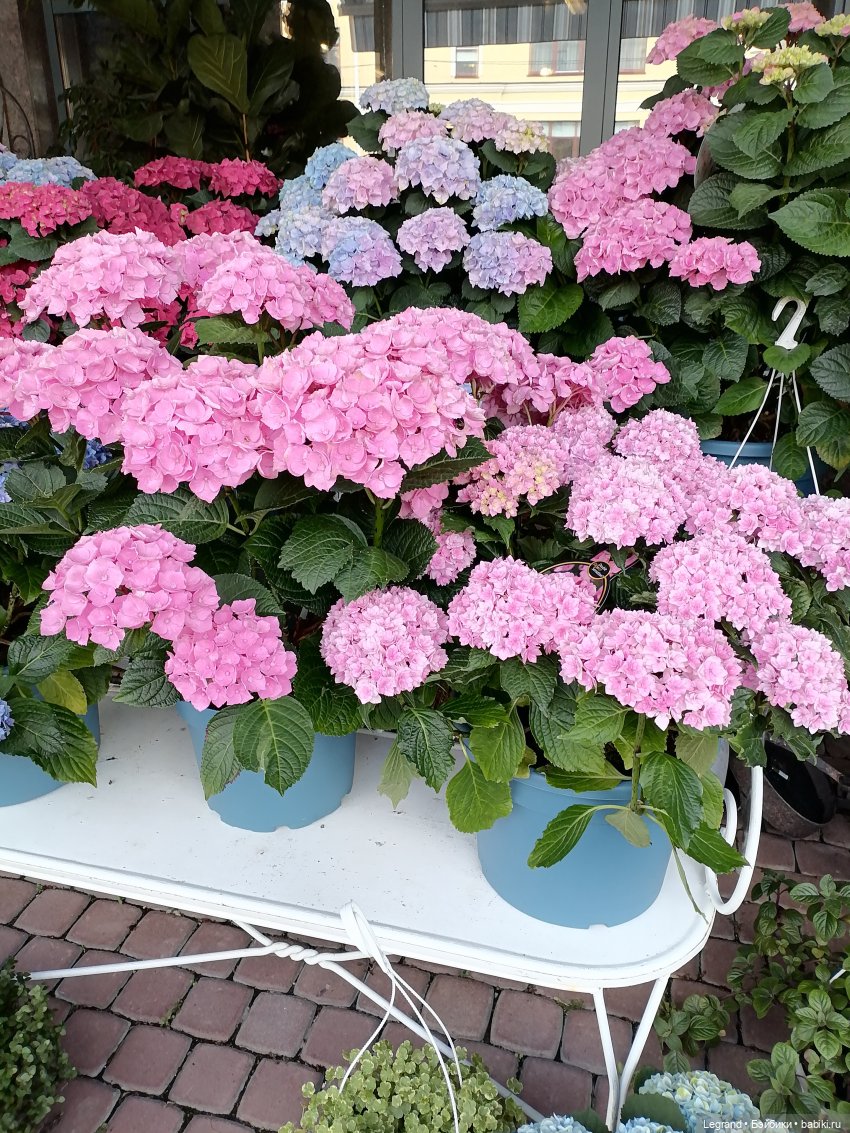 Петербург. Таврический сад, Парадный квартал