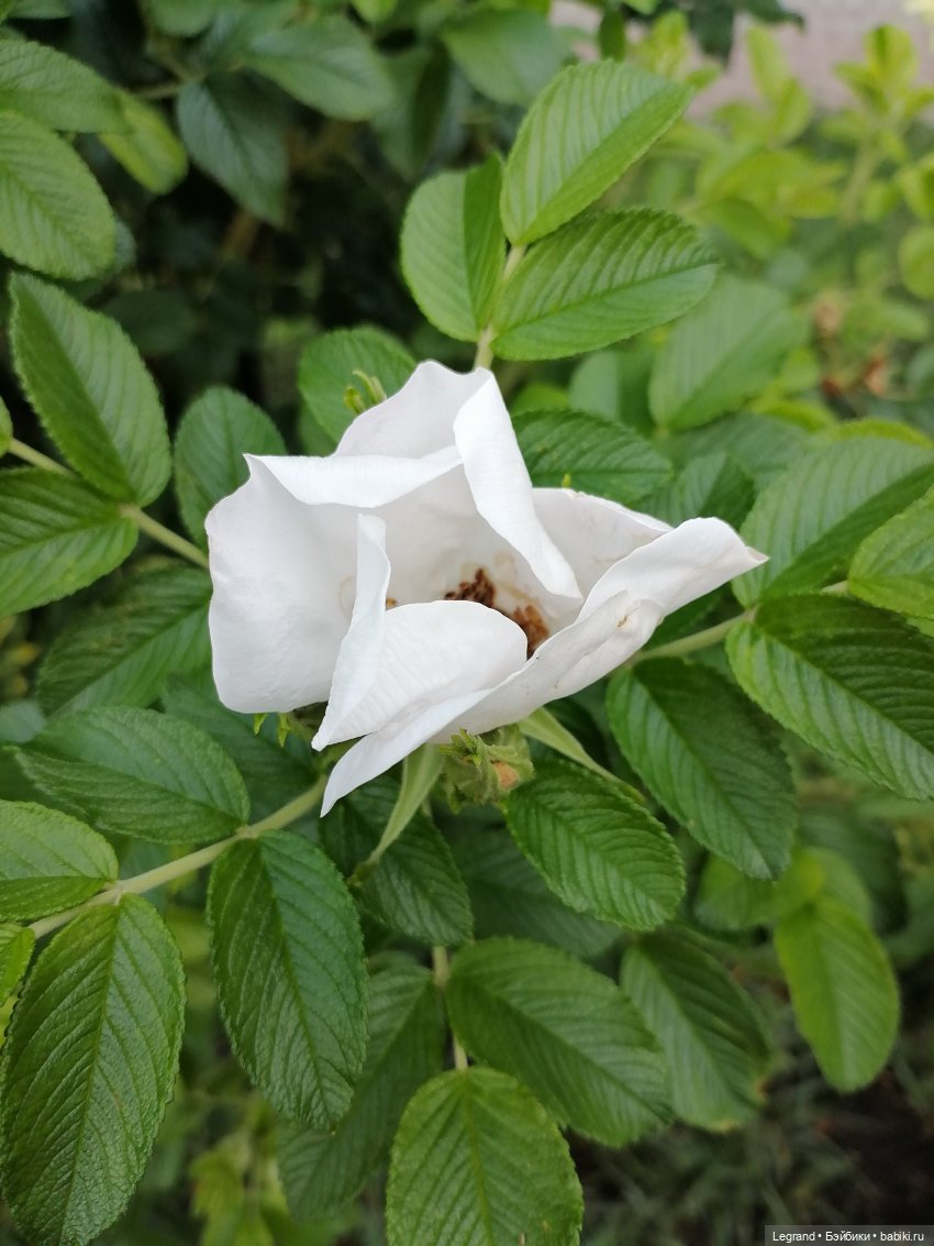 Петербург. Таврический сад, Парадный квартал