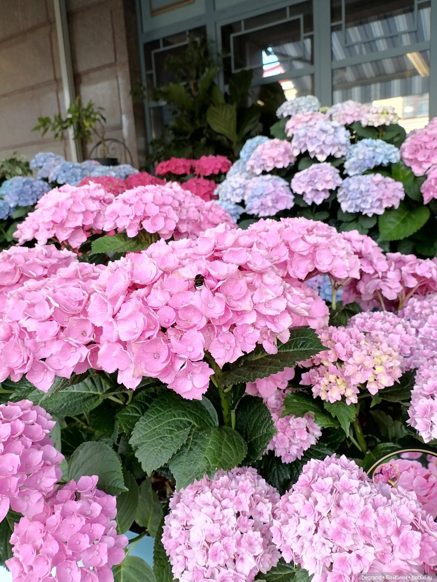 Петербург. Таврический сад, Парадный квартал