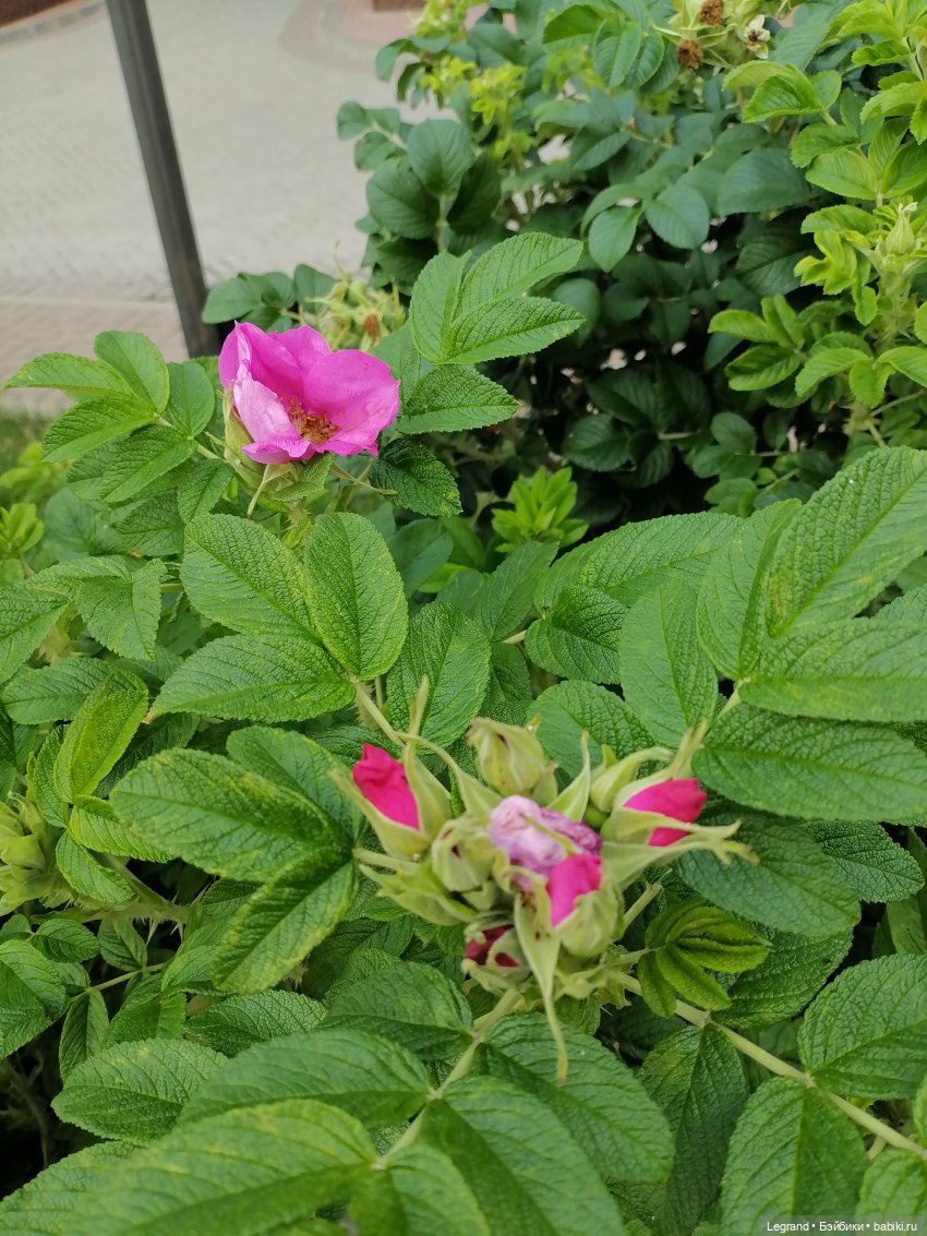 Петербург. Таврический сад, Парадный квартал