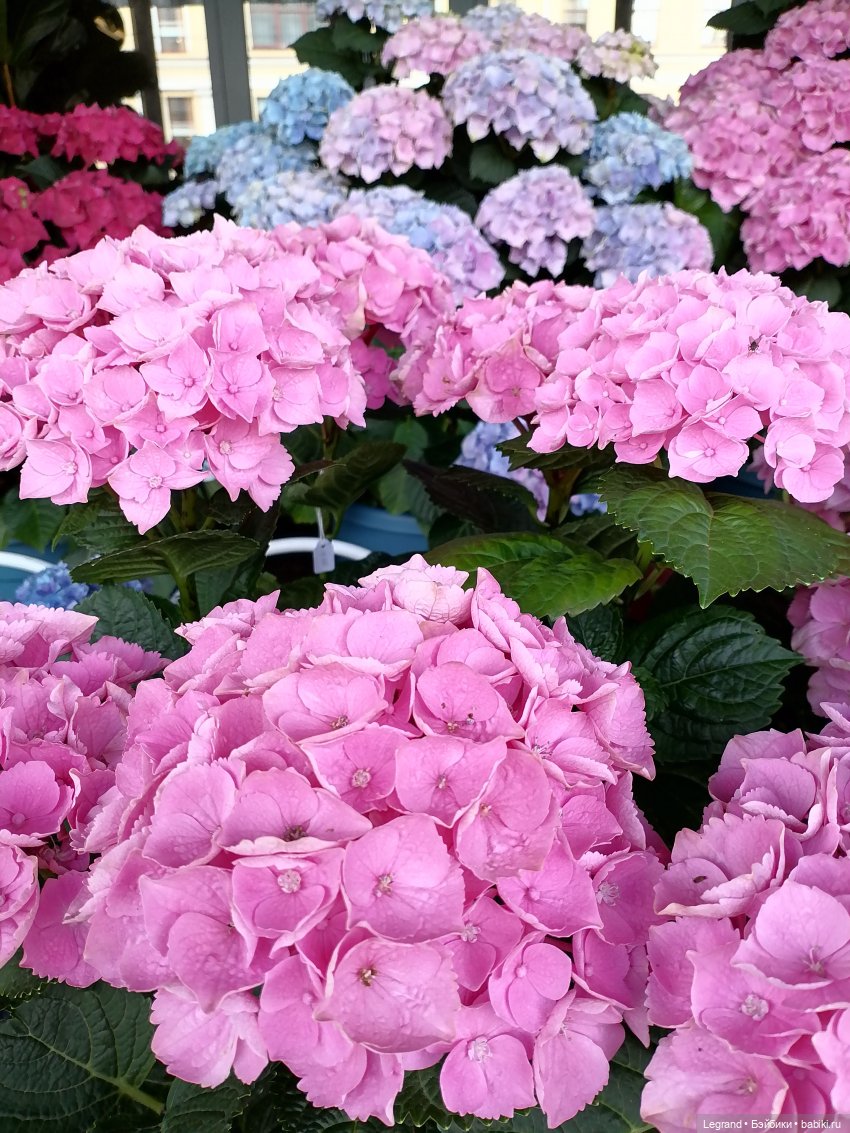 Петербург. Таврический сад, Парадный квартал