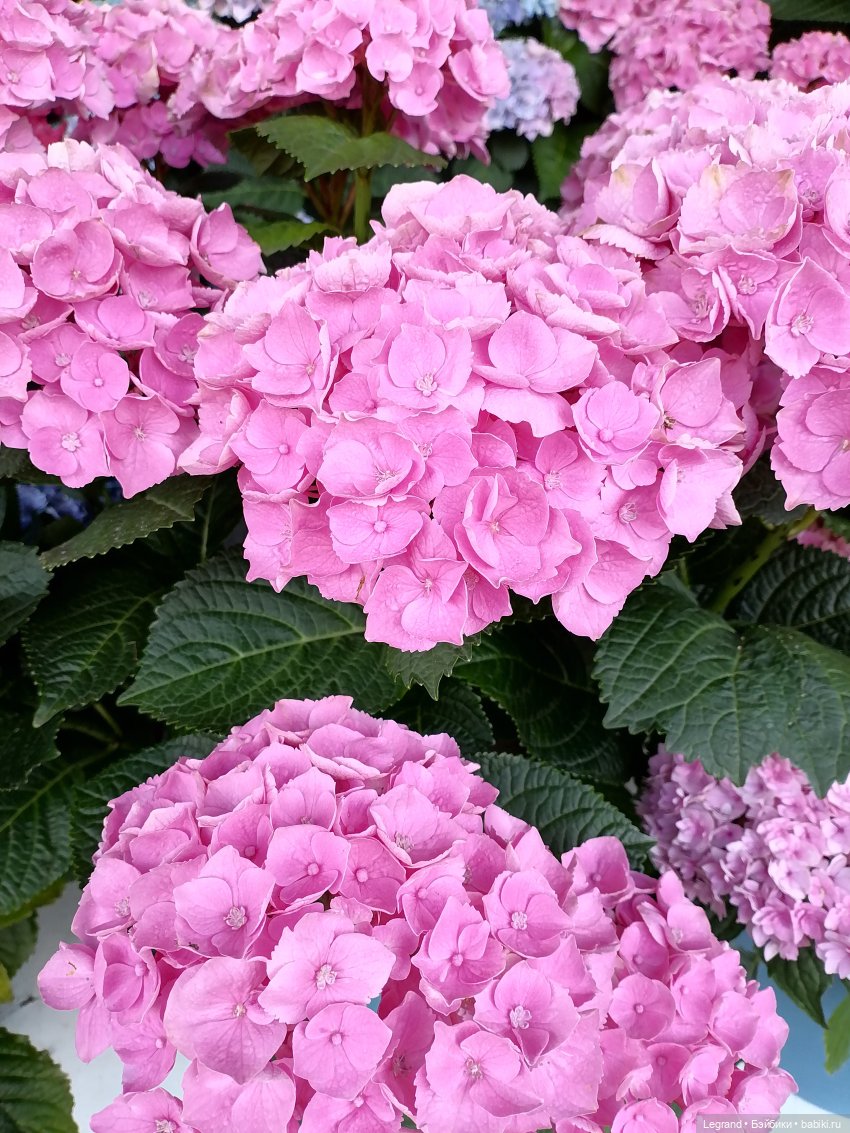 Петербург. Таврический сад, Парадный квартал