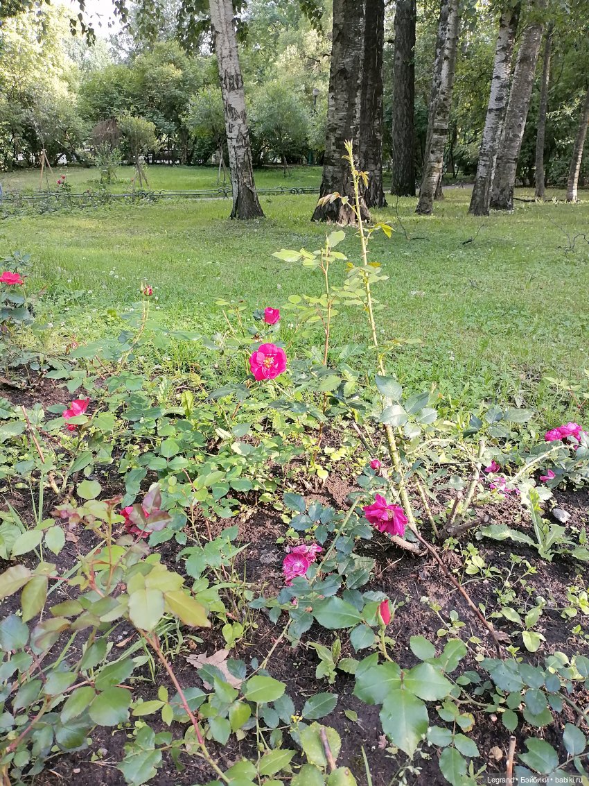 Петербург. Таврический сад, Парадный квартал (фото 6)