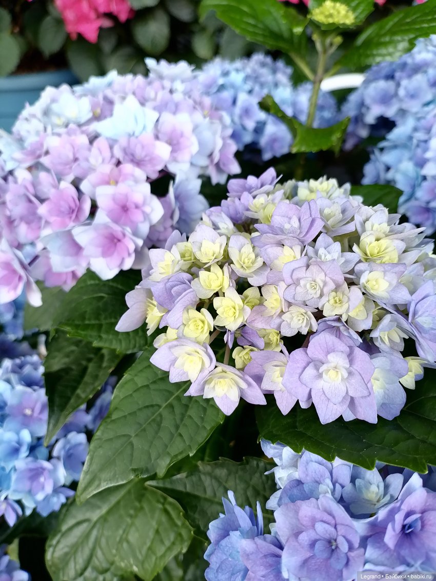 Петербург. Таврический сад, Парадный квартал