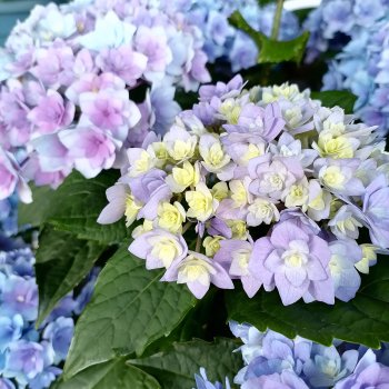 Петербург. Таврический сад, Парадный квартал