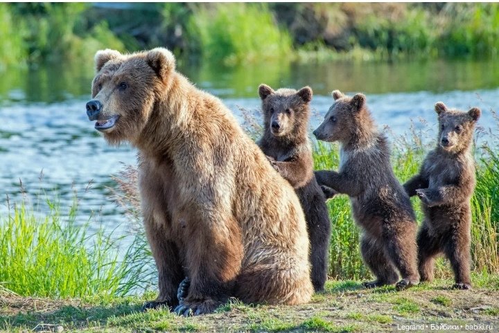 Пембе и Гри: о высоком и возвышенном