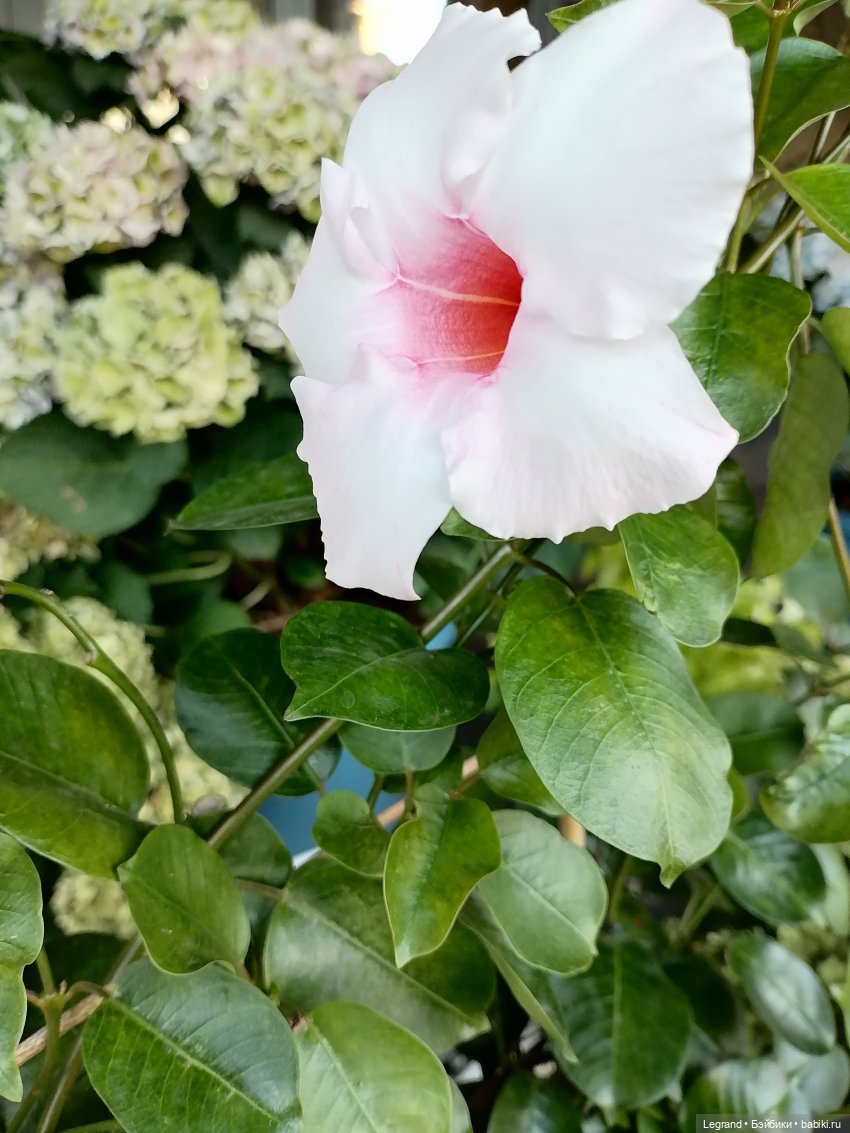 Селезень на прогулке — Интересные игрушки и фигурки (разное): редкие