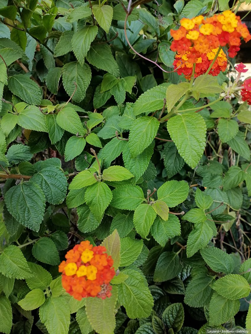 Селезень на прогулке — Интересные игрушки и фигурки (разное): редкие