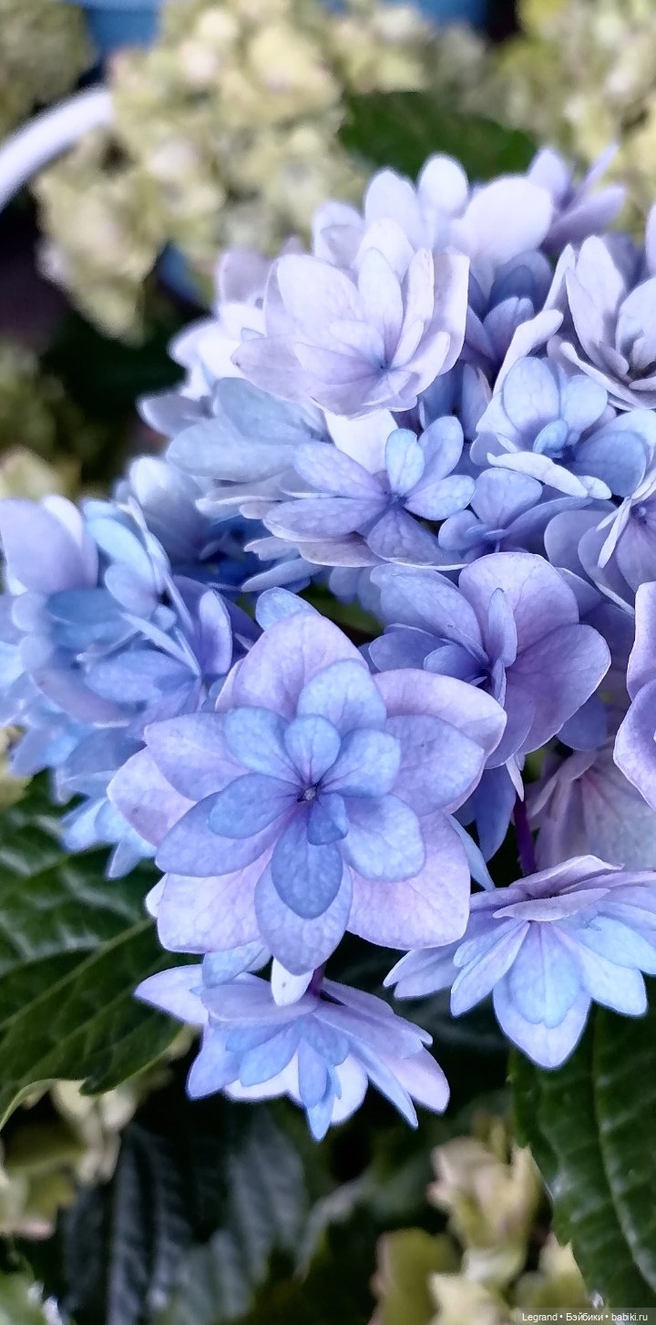 Селезень на прогулке — Интересные игрушки и фигурки (разное): редкие