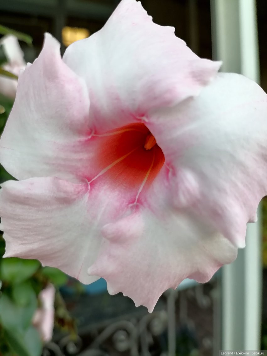 Селезень на прогулке — Интересные игрушки и фигурки (разное): редкие