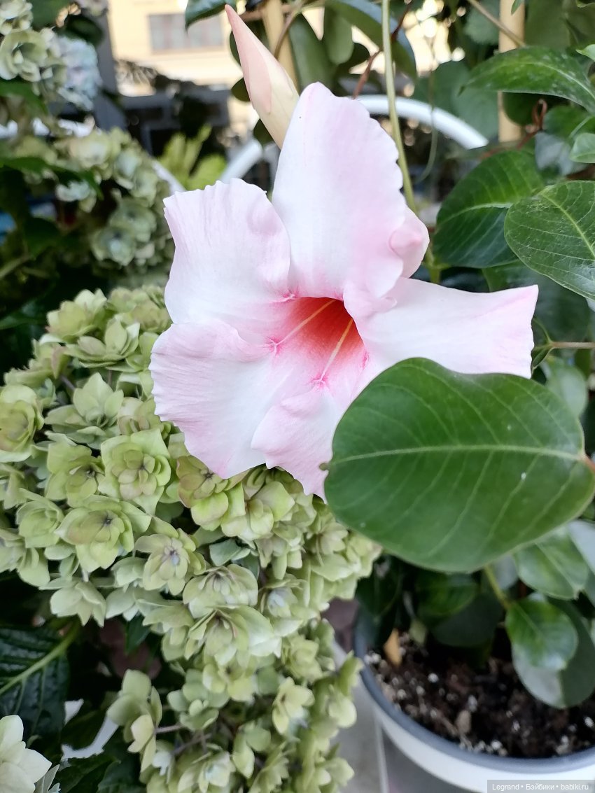 Селезень на прогулке — Интересные игрушки и фигурки (разное): редкие