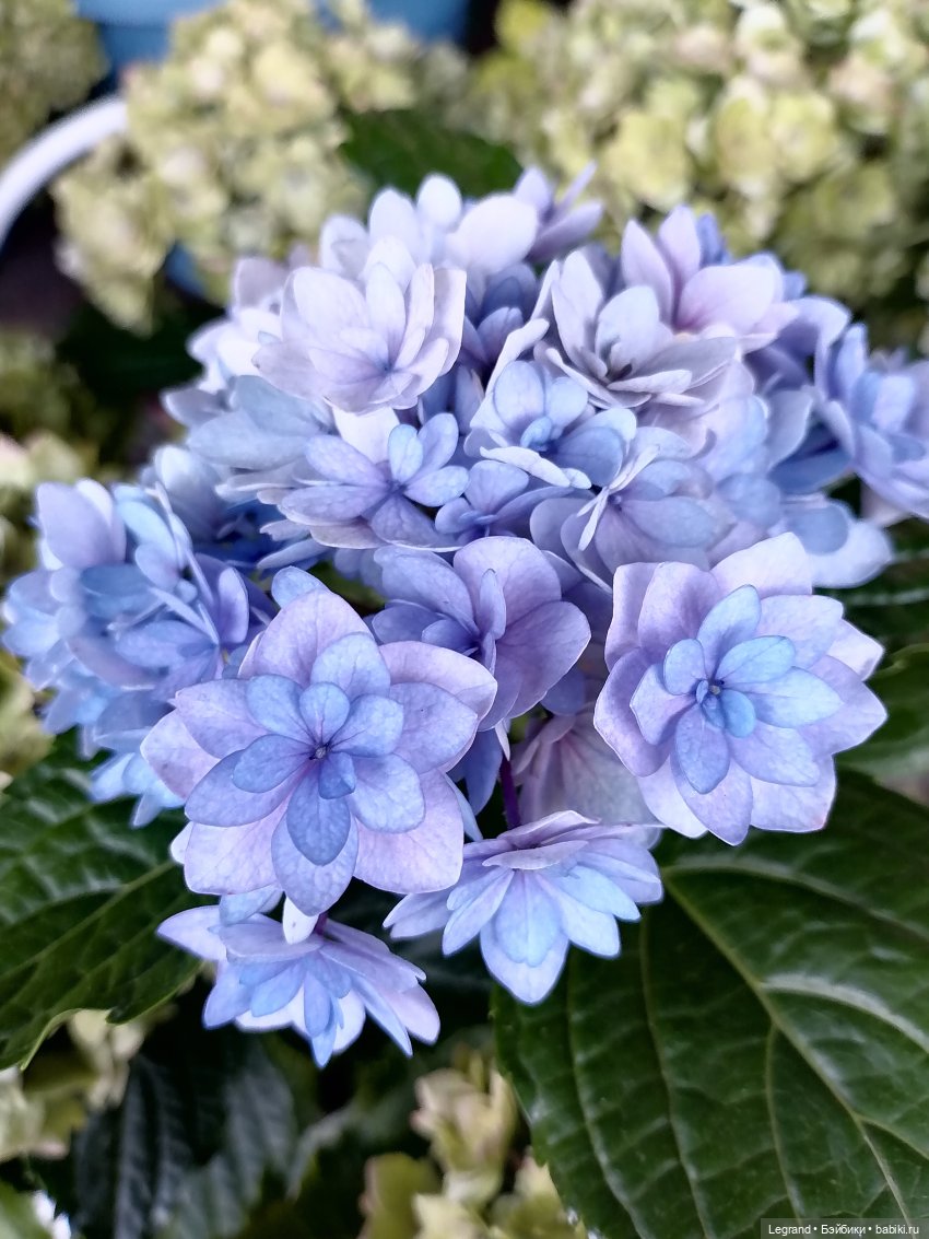 Селезень на прогулке — Интересные игрушки и фигурки (разное): редкие