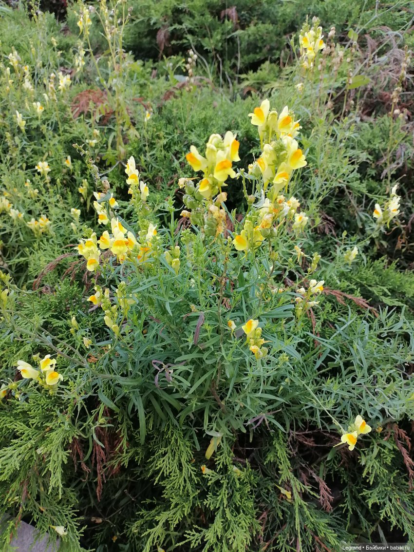 Селезень на прогулке — Интересные игрушки и фигурки (разное): редкие