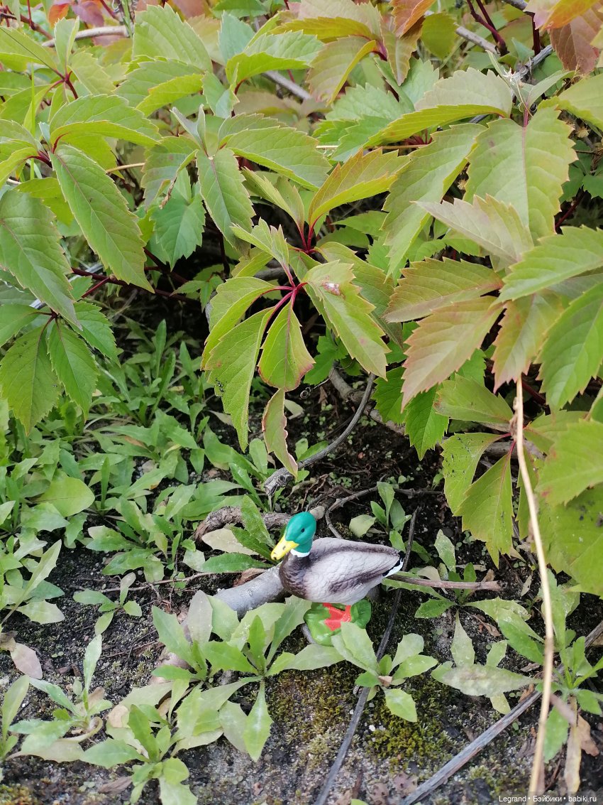 Селезень на прогулке — Интересные игрушки и фигурки (разное): редкие (фото 5)