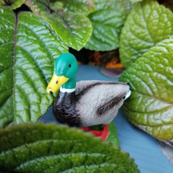 Селезень на прогулке