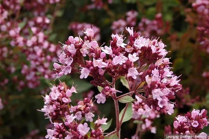 Гри и Cafe mimi Super Food (фото 5)