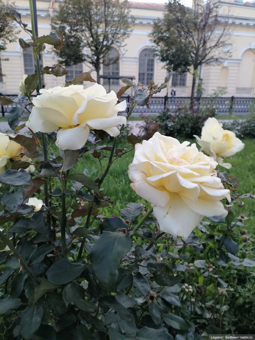 Санкт-Петербург. Розы. Часть первая