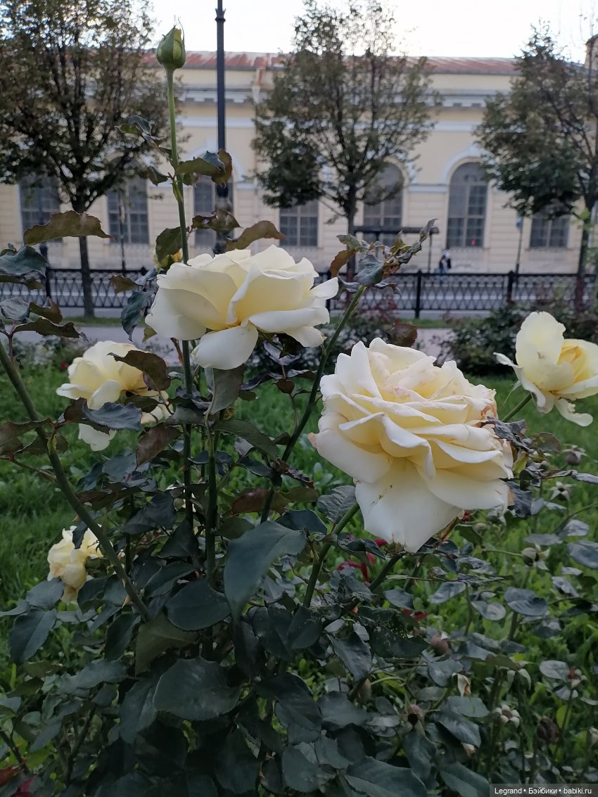 Санкт-Петербург. Розы. Часть первая