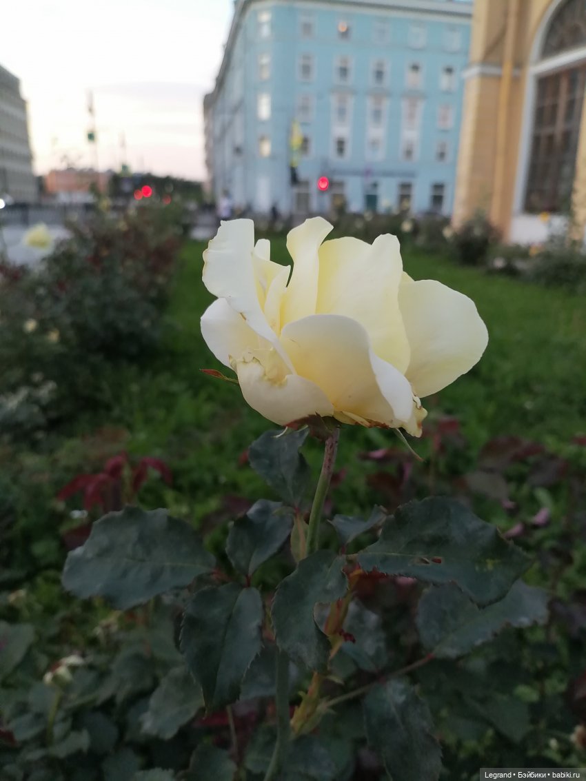 Санкт-Петербург. Розы. Часть вторая