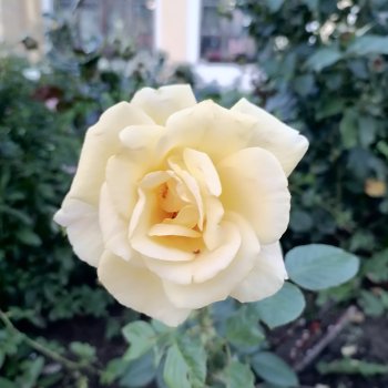 Санкт-Петербург. Розы. Часть вторая