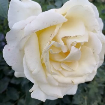 Санкт-Петербург. Розы. Часть первая