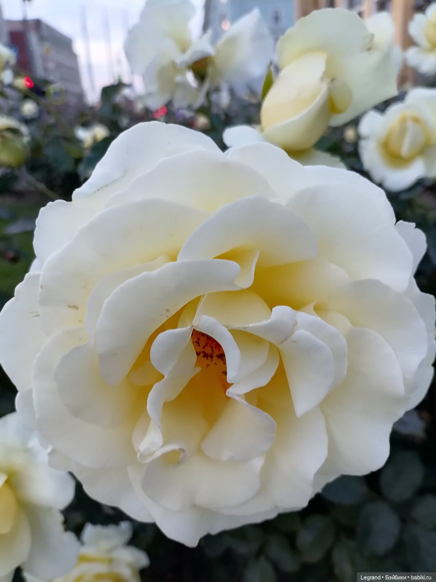 Они сами пишут свои истории: Жак-Анж и Айше